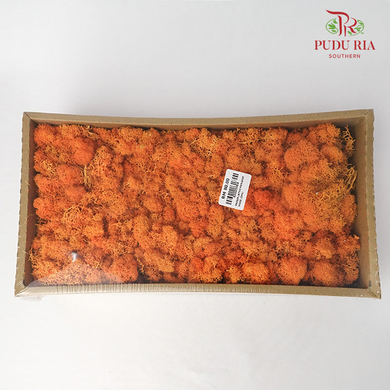 Preservative Reindeer Moss - Orange - Pudu Ria Florist Southern