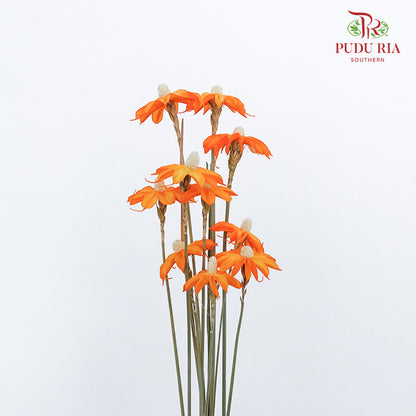 Dry Sapphire Orange - Pudu Ria Florist Southern