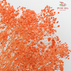 Preservative Baby Breath - Orange - Pudu Ria Florist Southern
