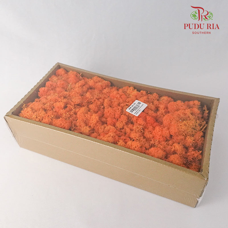 Preservative Reindeer Moss - Orange - Pudu Ria Florist Southern