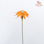 Dry Sapphire Orange - Pudu Ria Florist Southern