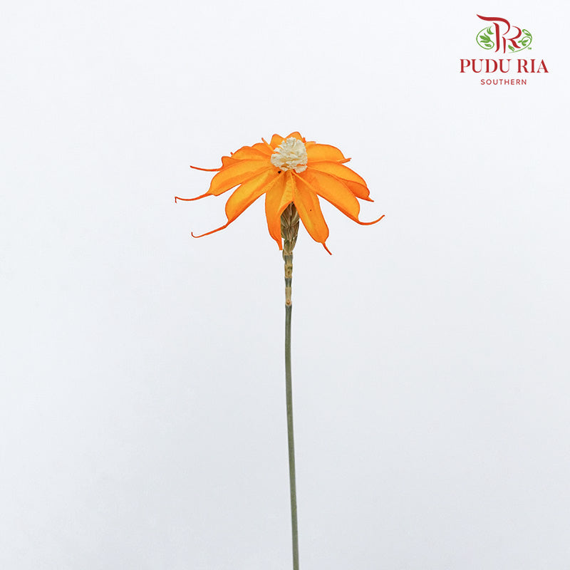 Dry Sapphire Orange - Pudu Ria Florist Southern