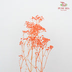 Preservative Baby Breath - Orange - Pudu Ria Florist Southern
