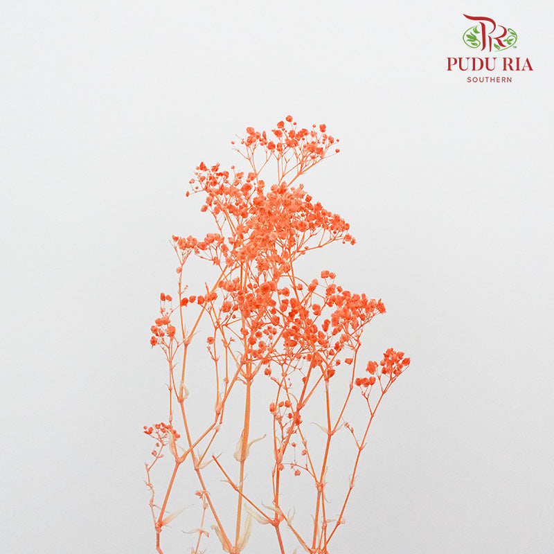 Preservative Baby Breath - Orange - Pudu Ria Florist Southern