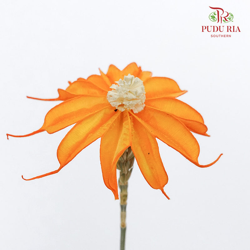 Dry Sapphire Orange - Pudu Ria Florist Southern