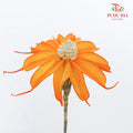 Dry Sapphire Orange - Pudu Ria Florist Southern