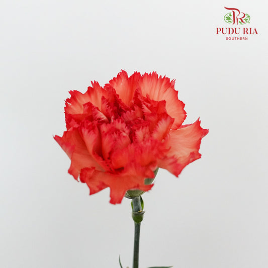 Carnation St Diva (18-20 Stems) - Pudu Ria Florist Southern