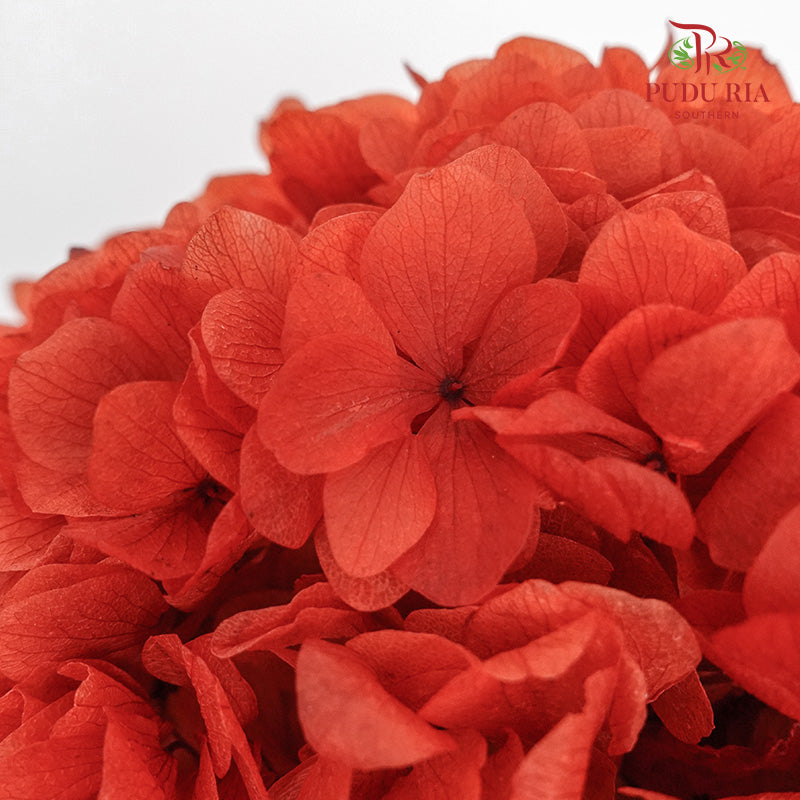 Preservative Hydrangea - Orange Red / Per Stem - Pudu Ria Florist Southern