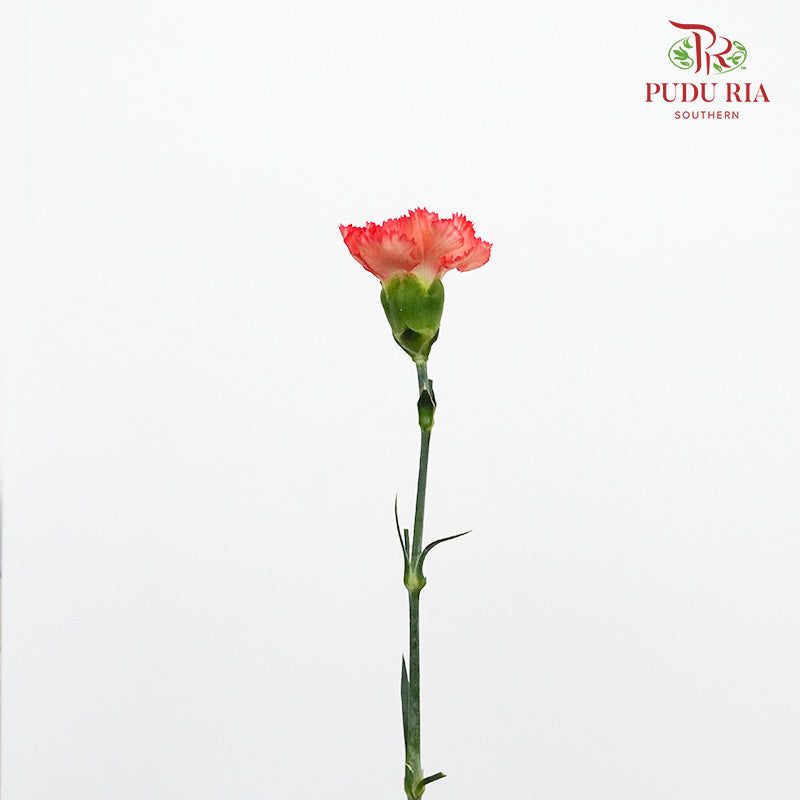 Carnation St Diva (18-20 Stems) - Pudu Ria Florist Southern