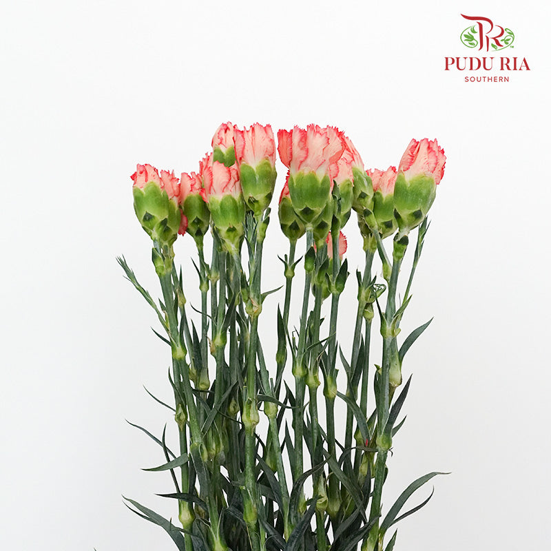 Carnation St Diva (18-20 Stems) - Pudu Ria Florist Southern