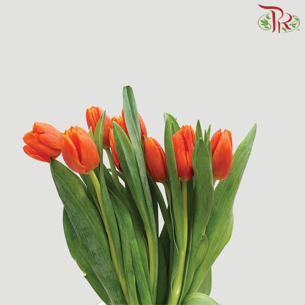 Tulip Orange (8-9 Stems) - Pudu Ria Florist Southern