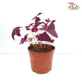 Oxalis Triangularis - Pudu Ria Florist Southern