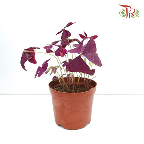 Oxalis Triangularis - Pudu Ria Florist Southern
