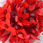 Oxypetalum Blue Star - Red - Pudu Ria Florist Southern