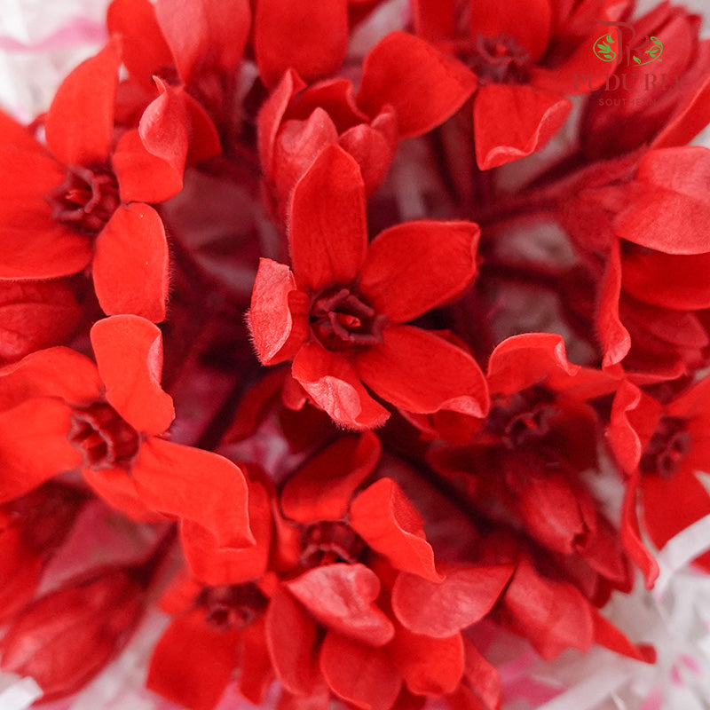 Oxypetalum Blue Star - Red - Pudu Ria Florist Southern