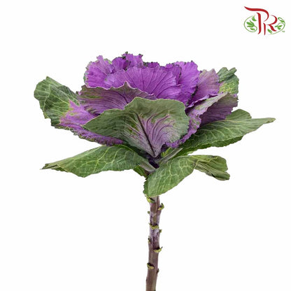 Brassica Purple (Per Stem) - Pudu Ria Florist Southern