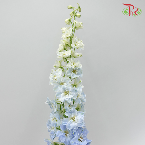 Delphinium Giant Blue - 5 Stems - Pudu Ria Florist Southern