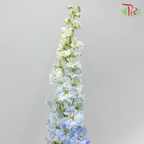 Delphinium Giant Blue - 5 Stems - Pudu Ria Florist Southern