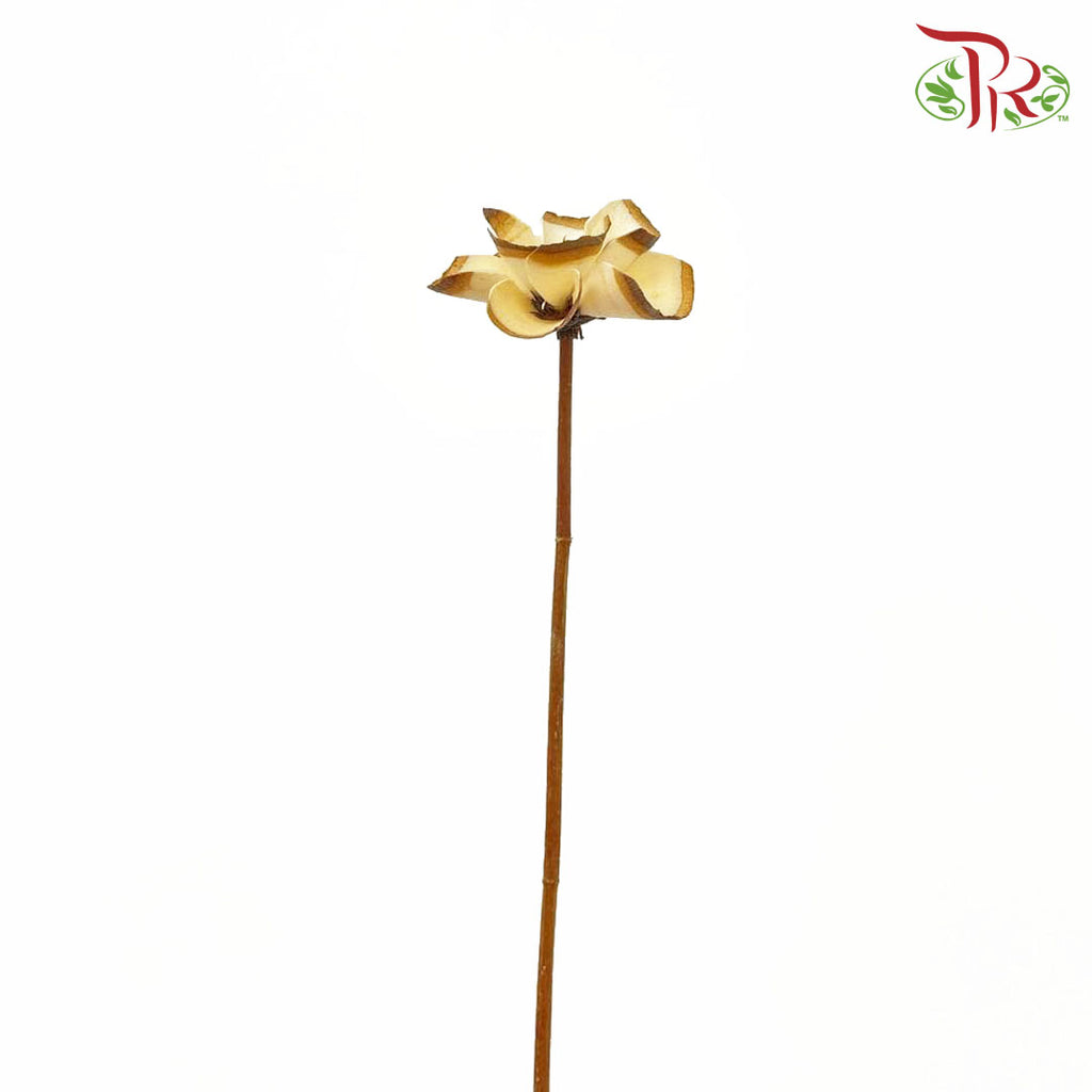 Dry Sakura Flower - Pudu Ria Florist Southern