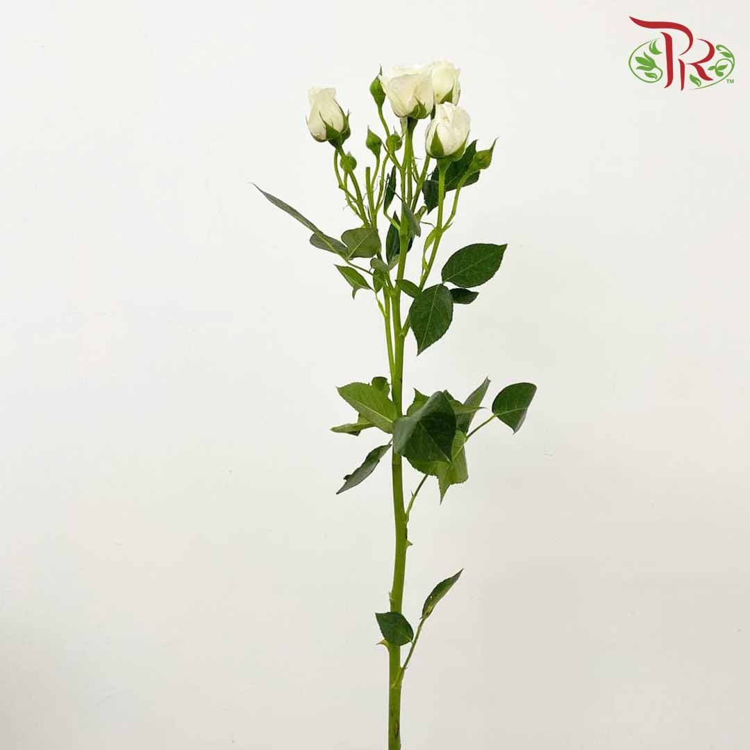 Rose Spray White (8-10 Stems) - Wholesale flowers delivery in JB ...