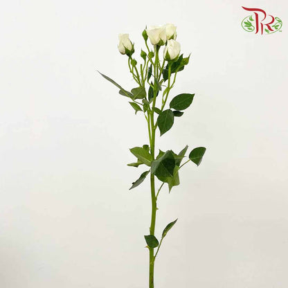 Rose Spray White (8-10 Stems) - Pudu Ria Florist Southern