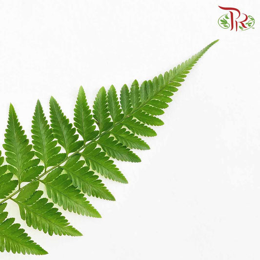 Paku Leaf (Per Bunch) - Pudu Ria Florist Southern