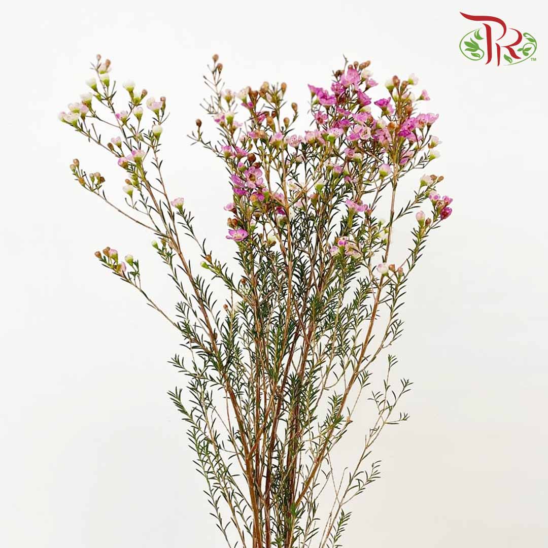 Wax Flower Purple - Pudu Ria Florist Southern