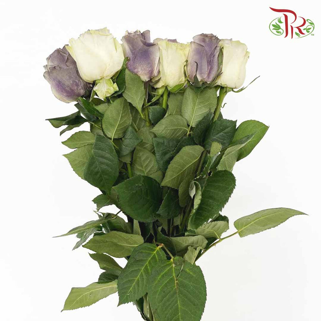 Rose Dark Grey Clouds (8-10 Stems) - Pudu Ria Florist Southern