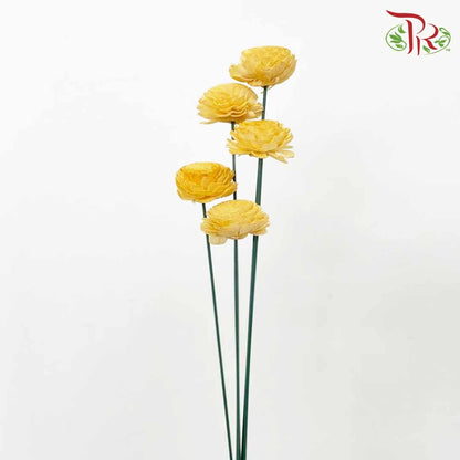 Dry Aeschynomene Aspera - Yellow - Pudu Ria Florist Southern