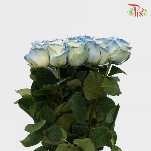 Rose Mondial Dyed Powder Blue (8-10 Stems) - Pudu Ria Florist Southern