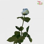 Rose Mondial Dyed Powder Blue (8-10 Stems) - Pudu Ria Florist Southern