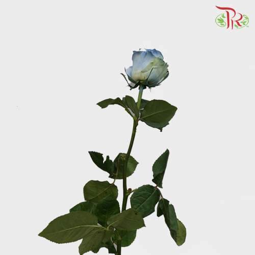 Rose Mondial Dyed Powder Blue (8-10 Stems) - Pudu Ria Florist Southern