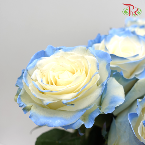 Rose Mondial Dyed Powder Blue (8-10 Stems) - Pudu Ria Florist Southern