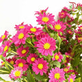 Hana Red - Pudu Ria Florist Southern