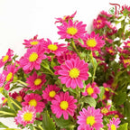 Hana Red - Pudu Ria Florist Southern