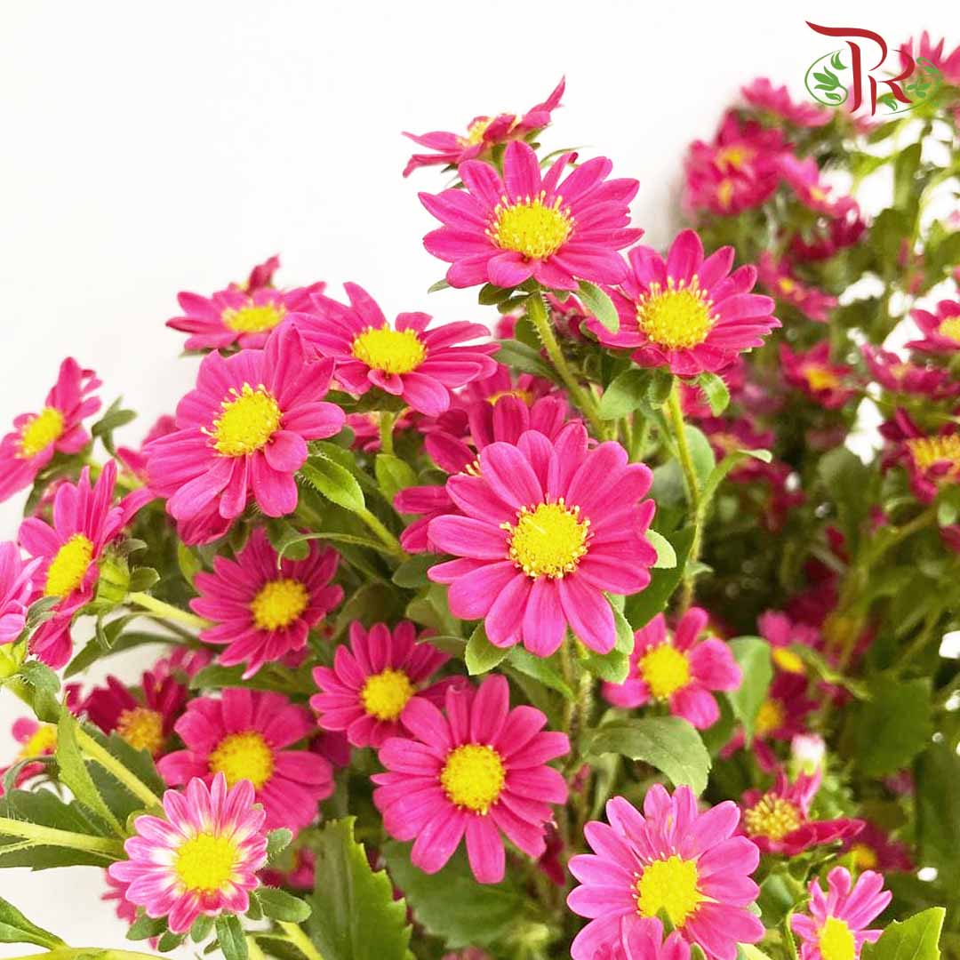 Hana Red - Pudu Ria Florist Southern
