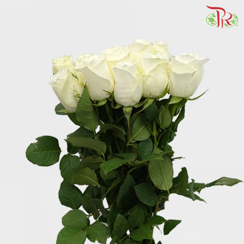 Rose White (8-10 Stems) - Pudu Ria Florist Southern