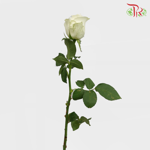 Rose White (8-10 Stems) - Pudu Ria Florist Southern