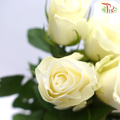 Rose White (8-10 Stems) - Pudu Ria Florist Southern