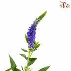 Veronica Blue (Per Bundle) - Pudu Ria Florist Southern