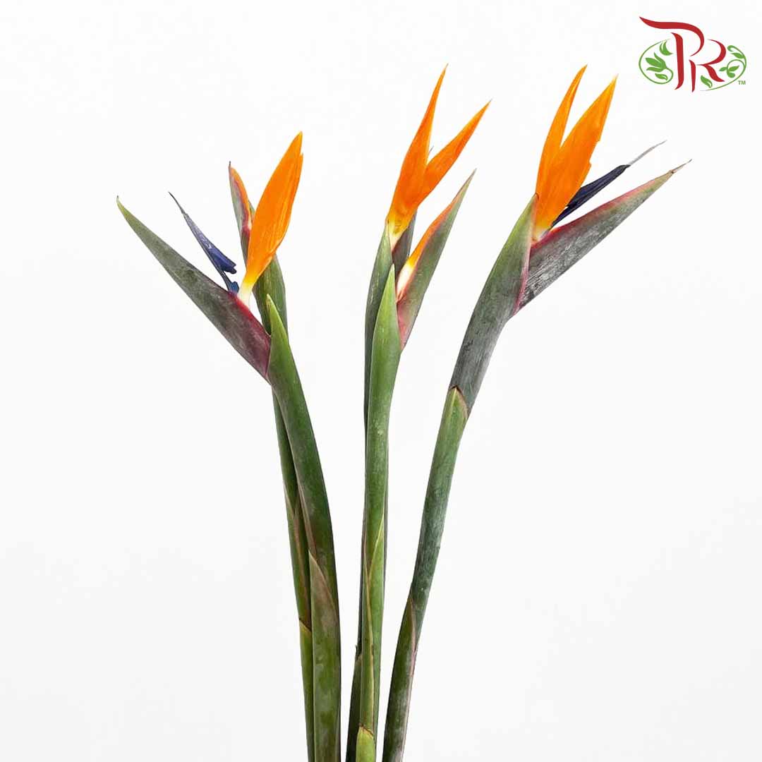 Bird Of Paradise (5 Stems) - Pudu Ria Florist Southern