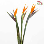 Bird Of Paradise (5 Stems) - Pudu Ria Florist Southern