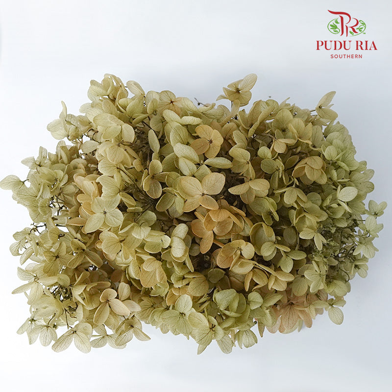 Preservative Hydrangea - Pale Drab - Pudu Ria Florist Southern