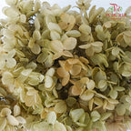 Preservative Hydrangea - Pale Drab - Pudu Ria Florist Southern