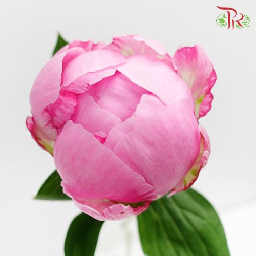 Peony Light Pink (2 stems) - Pudu Ria Florist Southern