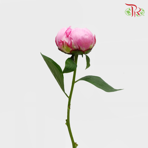 Peony Light Pink (2 stems) - Pudu Ria Florist Southern