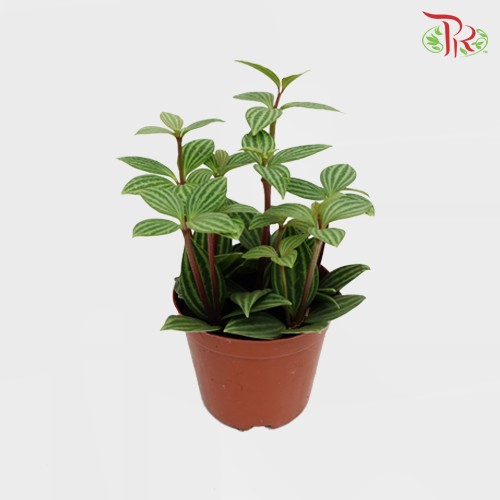 Peperomia Tetragona - Pudu Ria Florist Southern