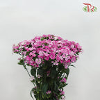 Phlox Pink - Per Bunch - Pudu Ria Florist Southern