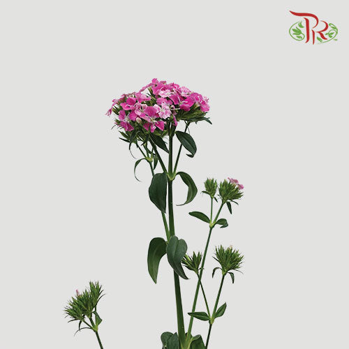 Phlox Pink - Per Bunch - Pudu Ria Florist Southern