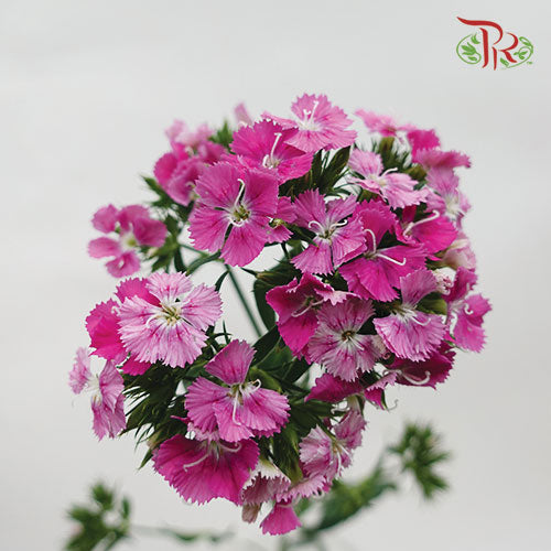 Phlox Pink - Per Bunch - Pudu Ria Florist Southern